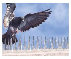 All Bird net service Bird spike - Image 4/5