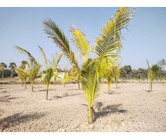 farm land for sale