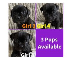 Adorable Puppies & Kittens Available – Vaccinated, Healthy, & Ready for New Homes!