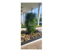 Top Quality Garden Landscaping Works Neyyattinkara Sasthamangalam Kowdiar Varkala Kanjiramkulam