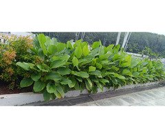 Top Quality Vertical Garden Works Neyyattinkara Sasthamangalam Kowdiar Varkala Kanjiramkulam