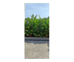Top 5 Garden Landscaping Works Trivandrum Attingal Pattom Nedumangad Nellimoodu Kattakada