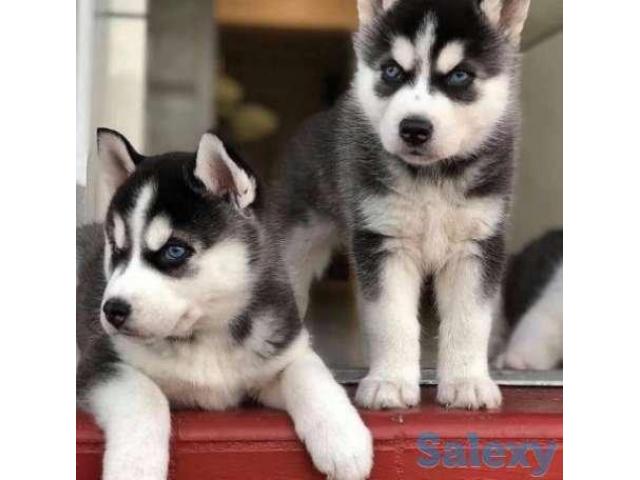Certified KCI Siberian Husky puppies available for sale@whatsap8798055319