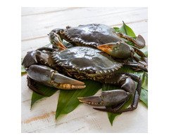 astroaquaculture