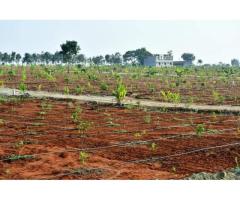 Farm land plots Maheshwaram - Image 1/5