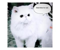 Punch Face Persian Cat Male - Image 1/3
