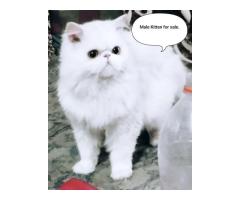 Punch Face Persian Cat Male - Image 2/3