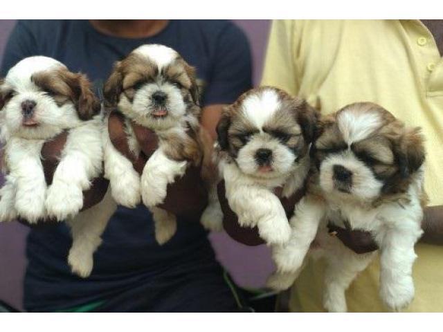 Healthy Shih Tzu Male Female Puppy Available