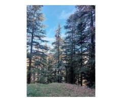 Him Aaranya Homestay Shimla