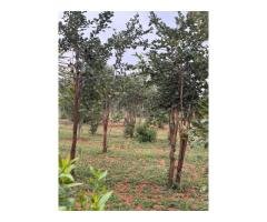 Ramoji film city near farm Land plots sale