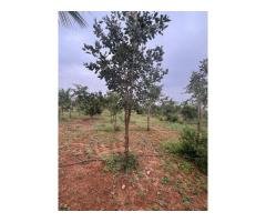 Ramoji film city near farm Land plots sale