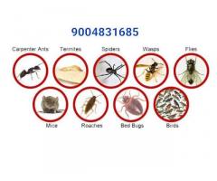 Pest control in Mumbai - Image 2/20