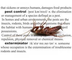Pest control in Mumbai - Image 19/20