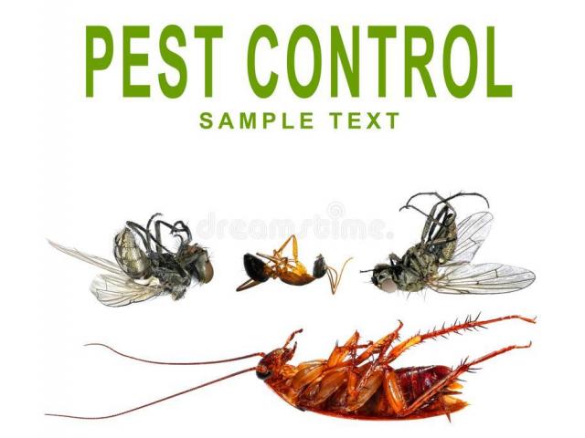 Pest control in Mumbai - 20/20