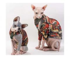 sphynx cat clothes